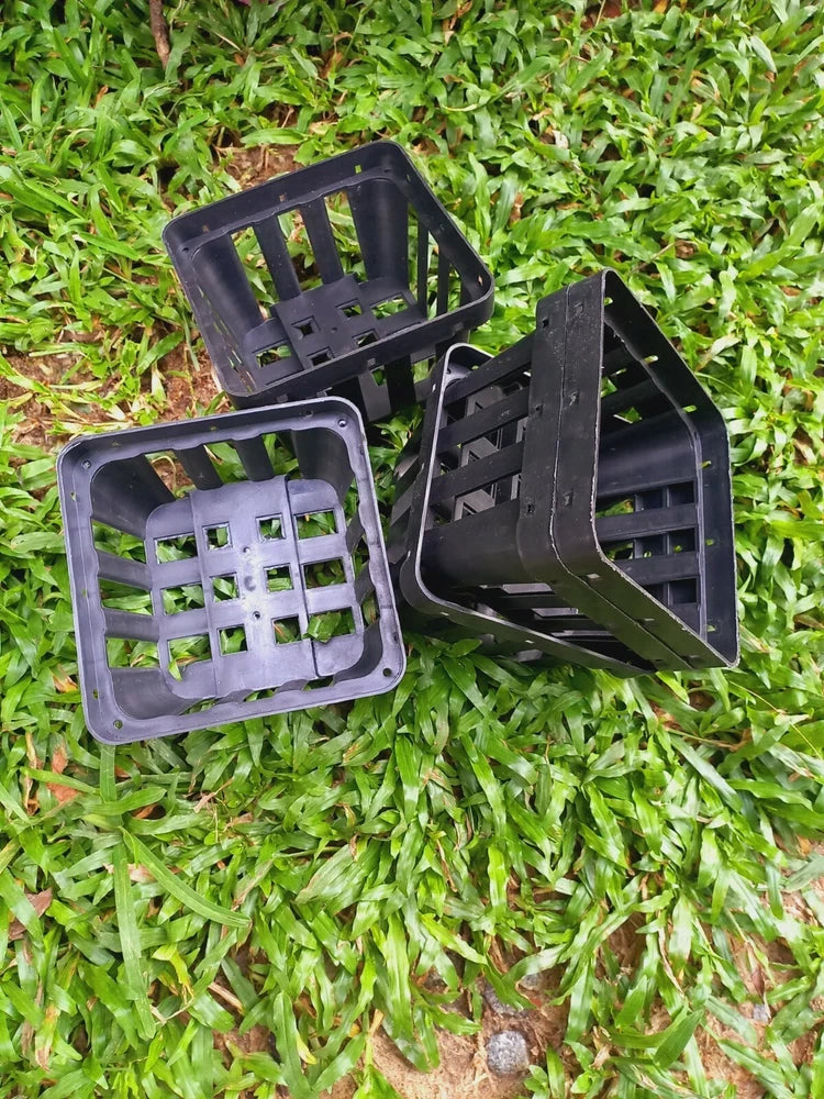 Square black plastic planters with open lattice sides for succulents