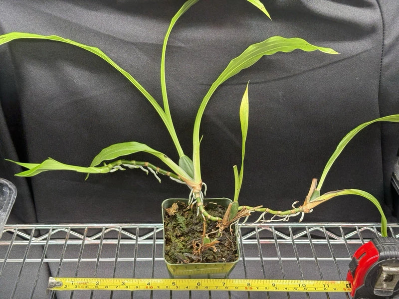 Zygopetalum maxillare species orchid seed grown plant Orchids