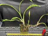 Zygopetalum maxillare species orchid seed grown plant Orchids