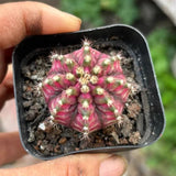3CM Succulent Cactus Plant Gymnocalycium Tretlux Variegata Cactaceae Home Garden Garden Plants