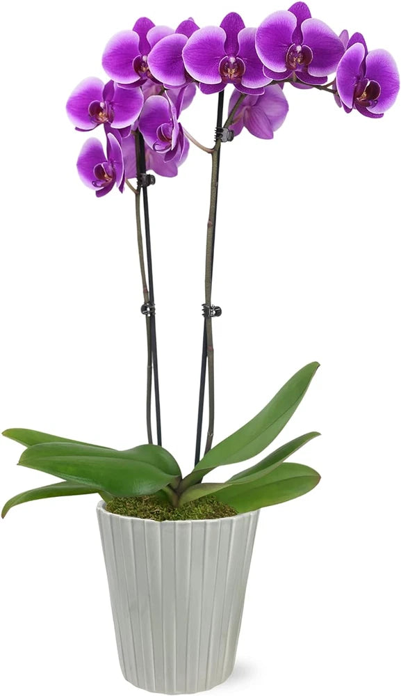 Purple orchid plant in a light grey ribbed ceramic pot with green leaves