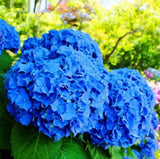 20 SEEDS for Deep Blue HYDRANGEA RARE flower exotic bush plant USA Seller 12B Hydrangea