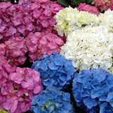 10+ Hydrangea Mix / Long Lasting Perennial Flower Seeds Hydrangea