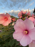 (20) ORGANIC SEEDS. Hardy Pink & White Hibiscus Perennial Flowering Outdoor. Flowering Plants