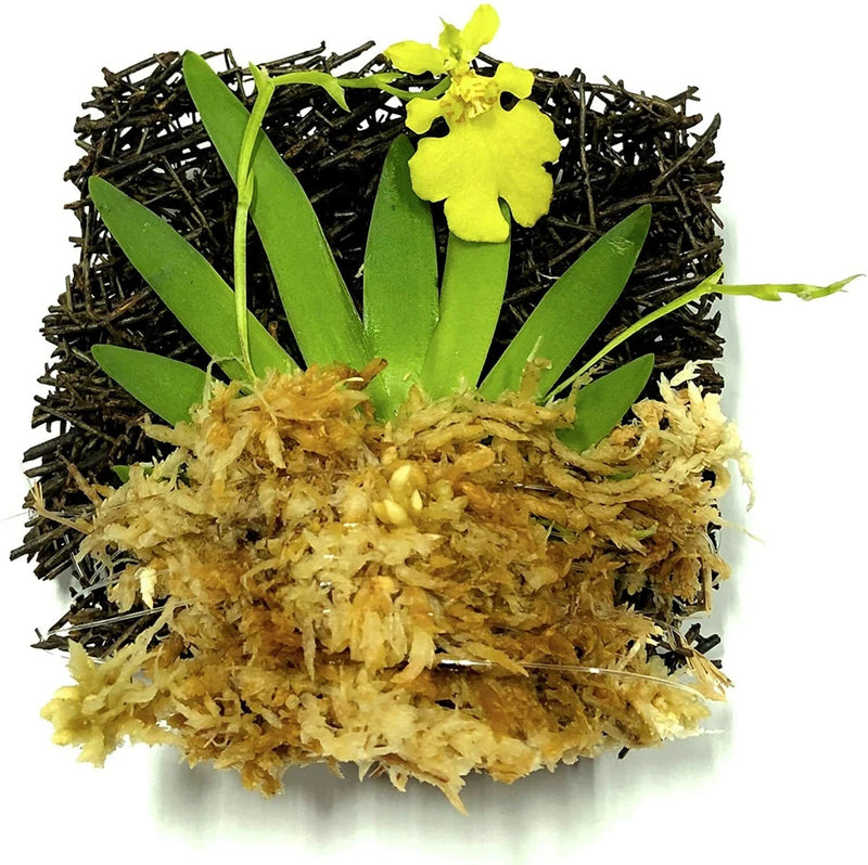 Miniature Orchid: Psygmorchis Pusilla with Flower Spike Orchids