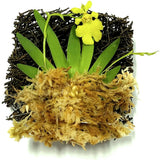Miniature Orchid: Psygmorchis Pusilla with Flower Spike Orchids