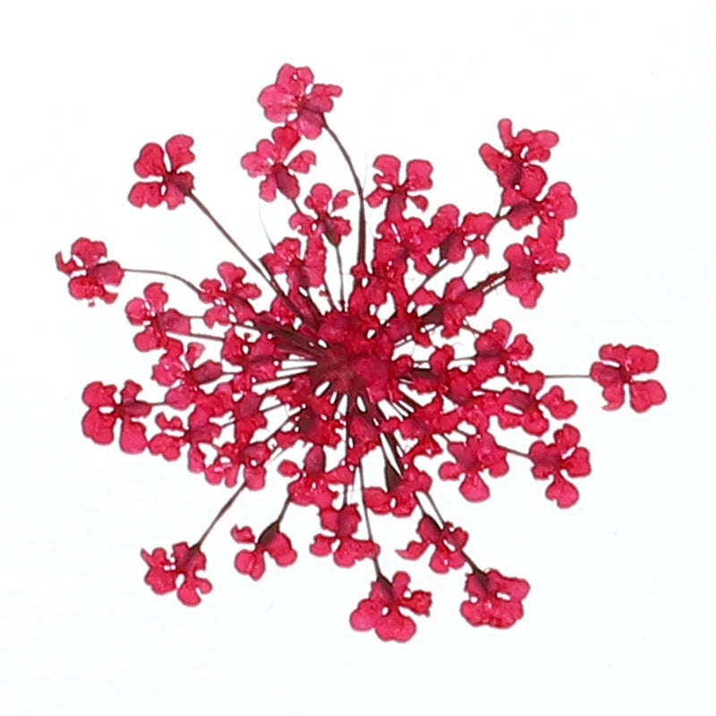 Bundle of small red dried pressed flowers for DIY crafting