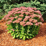50 AUTUMN JOY SEDUM SEEDS - Sedum spectabile 'Autumn Joy' ( variegated leaf ) Garden Plants
