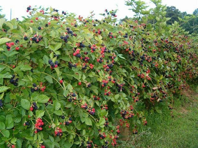 NORTH CAROLINA, Wild Blackberry (thimble berry) UNCULTIVATED 3 plants Orchids