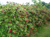 NORTH CAROLINA, Wild Blackberry (thimble berry) UNCULTIVATED 3 plants Orchids