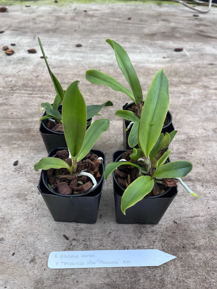 Cattleya Dowiana v Aurea x C Tenebrosa Alba ÔPauwelaÕ AM/AOS 2Ó Seedling Orchids