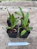 Cattleya Dowiana v Aurea x C Tenebrosa Alba ÔPauwelaÕ AM/AOS 2Ó Seedling Orchids