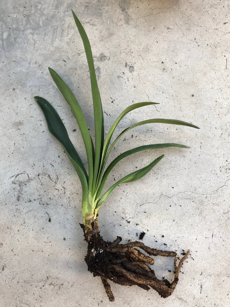 1 Clivia Miniata Bush Lily Bare Root Live Plant Orange Flowers Ready To Plant Orchids