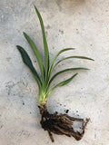 1 Clivia Miniata Bush Lily Bare Root Live Plant Orange Flowers Ready To Plant Orchids