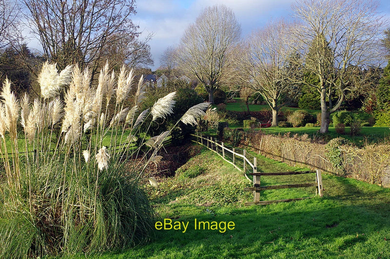Photo 6x4 Footpath at Thurlaston A clump of pampas grass stands beside a  c2020 Pampas Grass