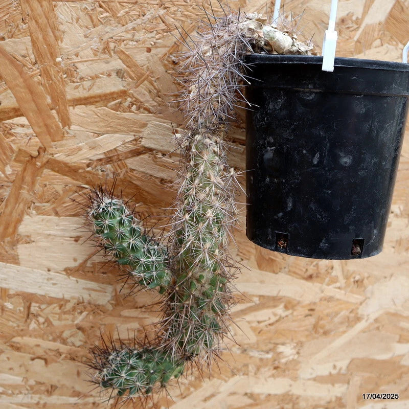 Spiny green cactus in black plastic pot, clustered stems with fine white spines