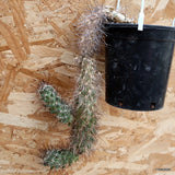 A2644 CORYPHANTHA PSEUDOECHINUS pot12-H30-W13 cm MaMa Cactus Green Plant
