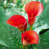 Garden State Bulb Red Alert Calla Lily Flower Bulbs, 12/14cm, Spring Planting Garden Plants