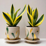 snake plant live Pair Of 2 Orchids