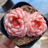 4CM Succulent Plant Echeveria Swan Velvet_Doubule Heads_Crassulaceae Home Garden Garden Plants