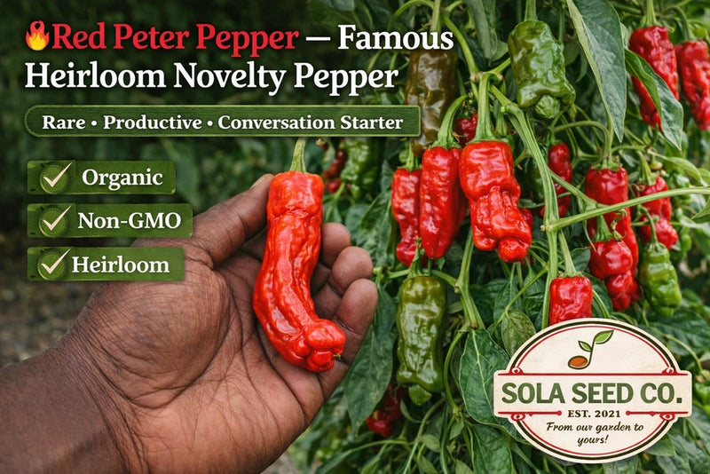 10 Rare Organic Red Peter Pepper Seeds Heirloom Hot Pepper Non-GMO Genuine USA Garden Plants