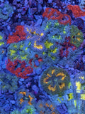Lot of 5 Crazy Rainbow Ultra Rock Flower Anemone RFA Nem Live Coral Frag LPS SPS Anemone