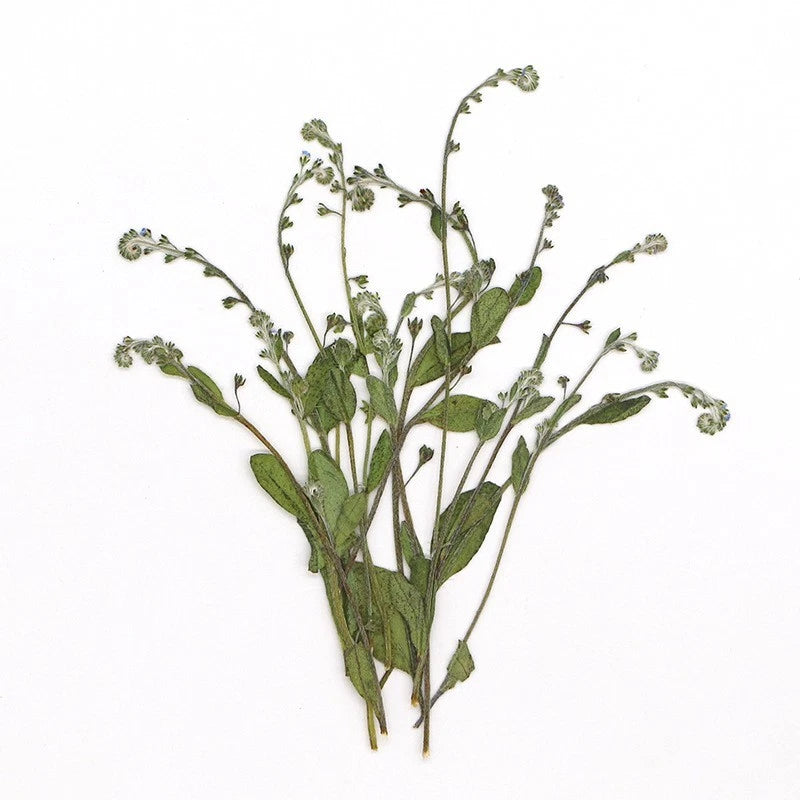 Pressed dried forget-me-not flowers with stems, natural green leaves