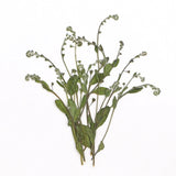 12PCS Pressed Dried leaf, leaves with stem, Natural Wild Forget me not FSS113 Dried Flower