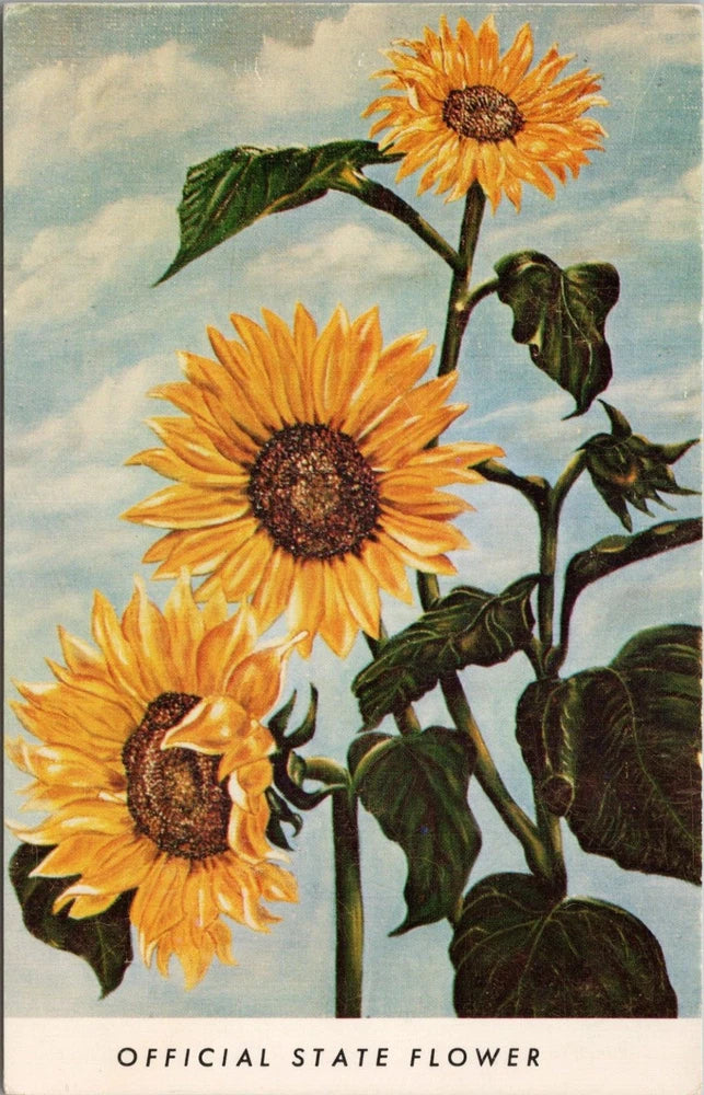 Kansas sunflower state flower postcard with three yellow blooms and green leaves