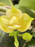 Original Phal Phalaenopsis Yang Yang Green Canary-FRAGRANT Orchids