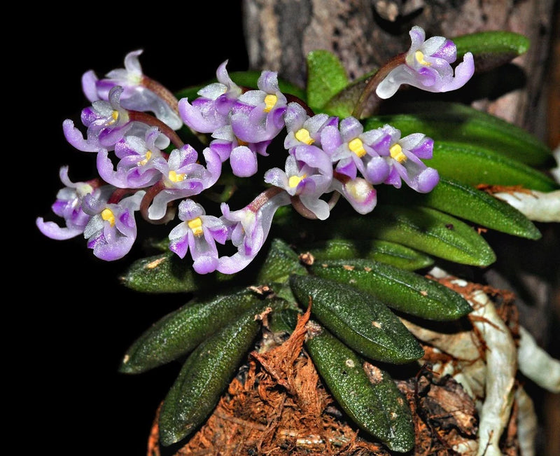 Wood-mounted orchid with light pink-violet flowers and green leaves