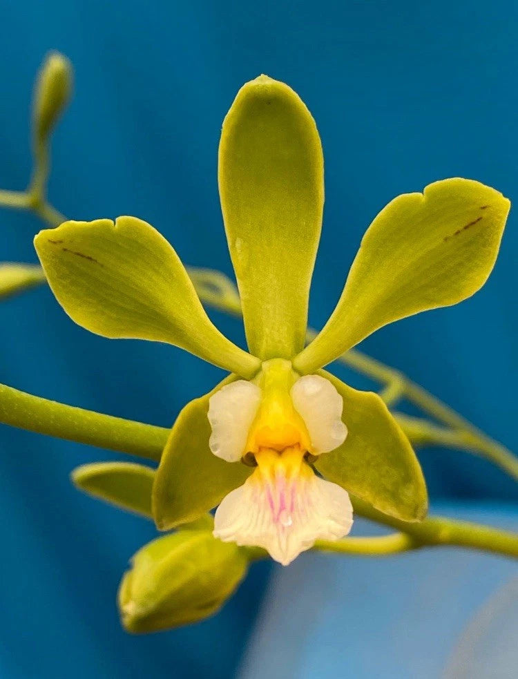 Pink and white orchid bloom with yellow-green petals, close-up flower detail