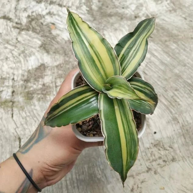 Sansevieria Dark Green Clone Variegated Rare Uniqe Snake Plant Green Plant