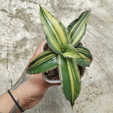 Sansevieria Dark Green Clone Variegated Rare Uniqe Snake Plant Green Plant