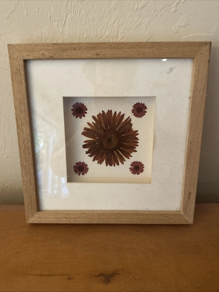 Botanical wall art w/ real pressed Gerbera daisies arranged in a wooden frame. Dried Flower