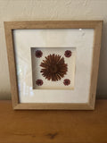 Botanical wall art w/ real pressed Gerbera daisies arranged in a wooden frame. Dried Flower