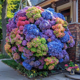 Hydrangea Imported Flower Seeds for Home and Gardening, pack of 60 to 80 seeds Hydrangea