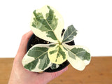 Ficus Lyrata Varieagated Fiddle Leaf Fig Green Plant