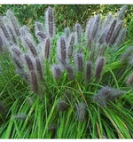 10 Black Cat Tail Pampas Grass Seeds Perennial Flowering Grasses USA Seller Pampas Grass