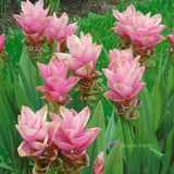 10 Seeds Curcuma Alismatifolia Summer Siam Tulip Aromatic Spice Tropical Flowers Flowering Plants