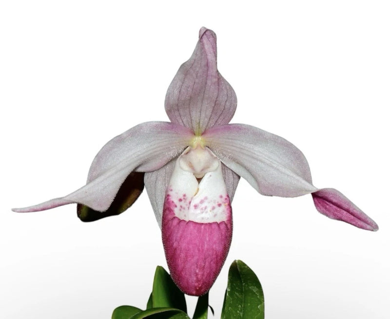 Pink and white orchid hybrid with green leaves and pouch-shaped bloom