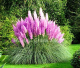 Purple Pampas Grass 200 Seeds Selloana Ornamental Flower Garden Plants Pampas Grass
