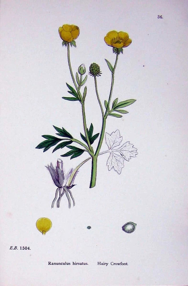 Old Antique Print Botany Plants C1902 Hairy Crowfoot Ranunculus Flowers 20th Ranunculus