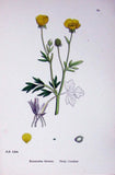Old Antique Print Botany Plants C1902 Hairy Crowfoot Ranunculus Flowers 20th Ranunculus