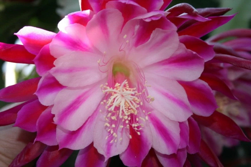 Orchid cactus flower with ruffled pink-and-white petals and visible stamens