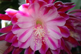 Epiphyllum, Orchid Cactus, " ALAKAZAM ", Don's Quart pots APRIL/1 Orchids