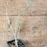 D7002 EUPHORBIA BALSAMIFERA pot8-H25-W5 cm MaMa Cactus Green Plant