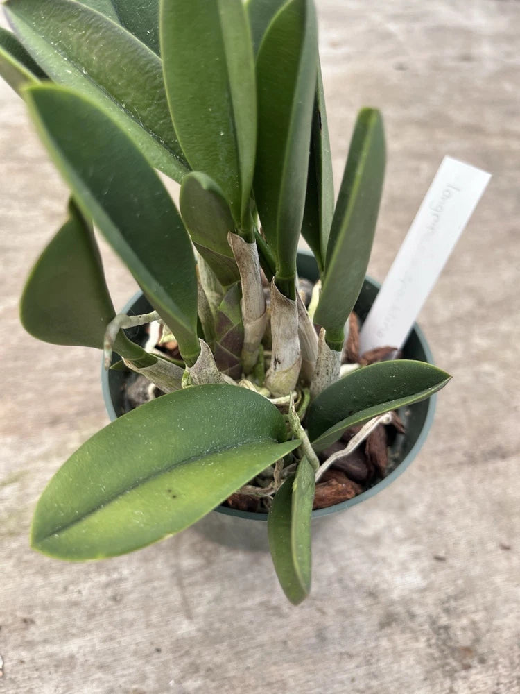 Potted orchid plant with green leaves and unopened buds