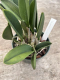 Cattleya Longipes X C Sparkling Rose 4Ó Pot Orchids