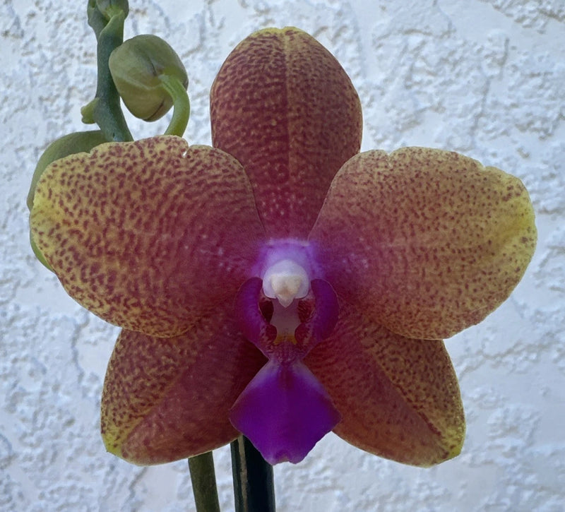 Fragrant Phalaenopsis orchid flower with maroon speckled petals and purple center